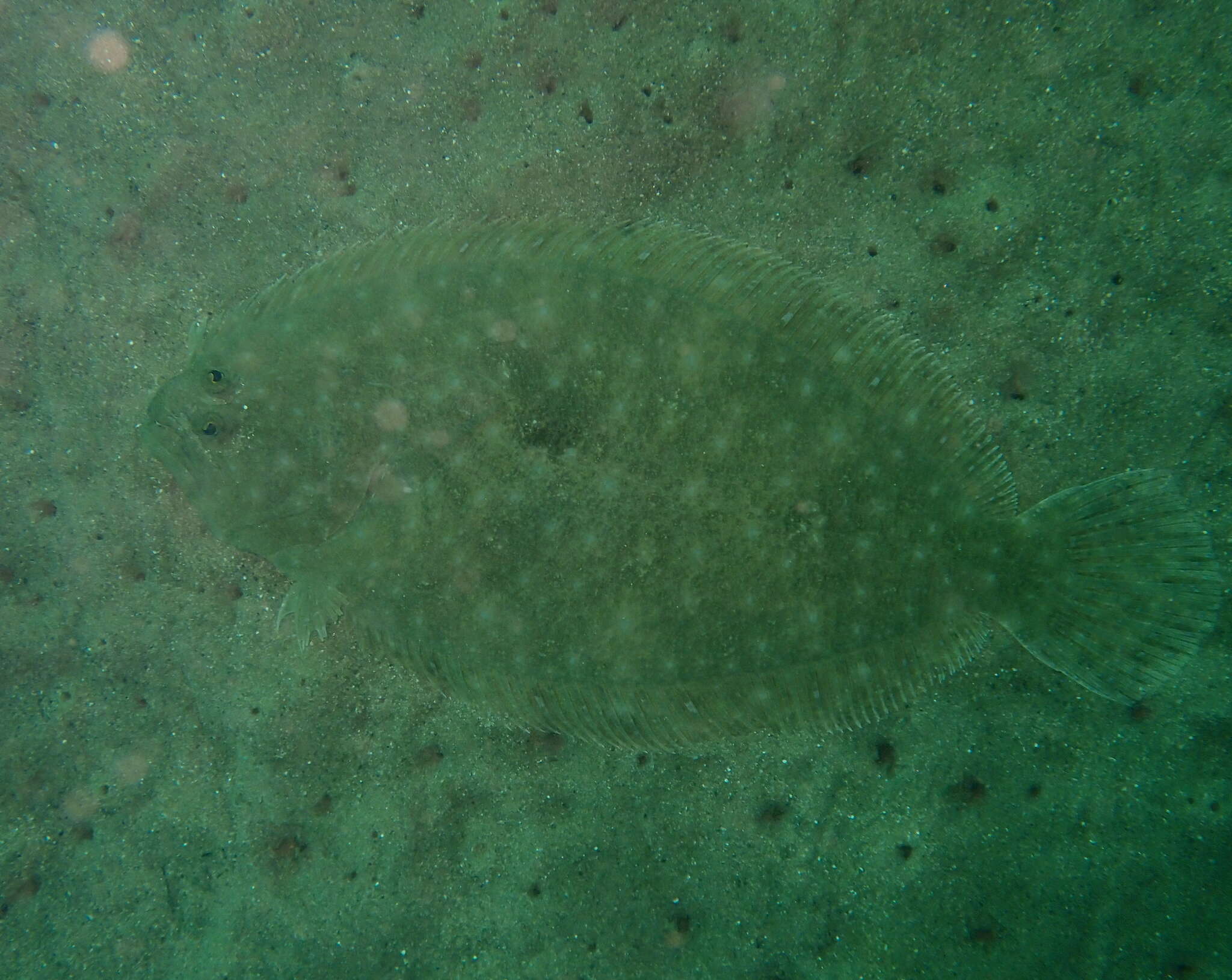 Image of False brill