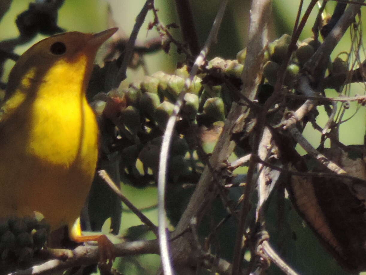 Image of Wilson's Warbler