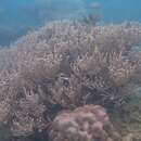 Image of brown brushy sea fan