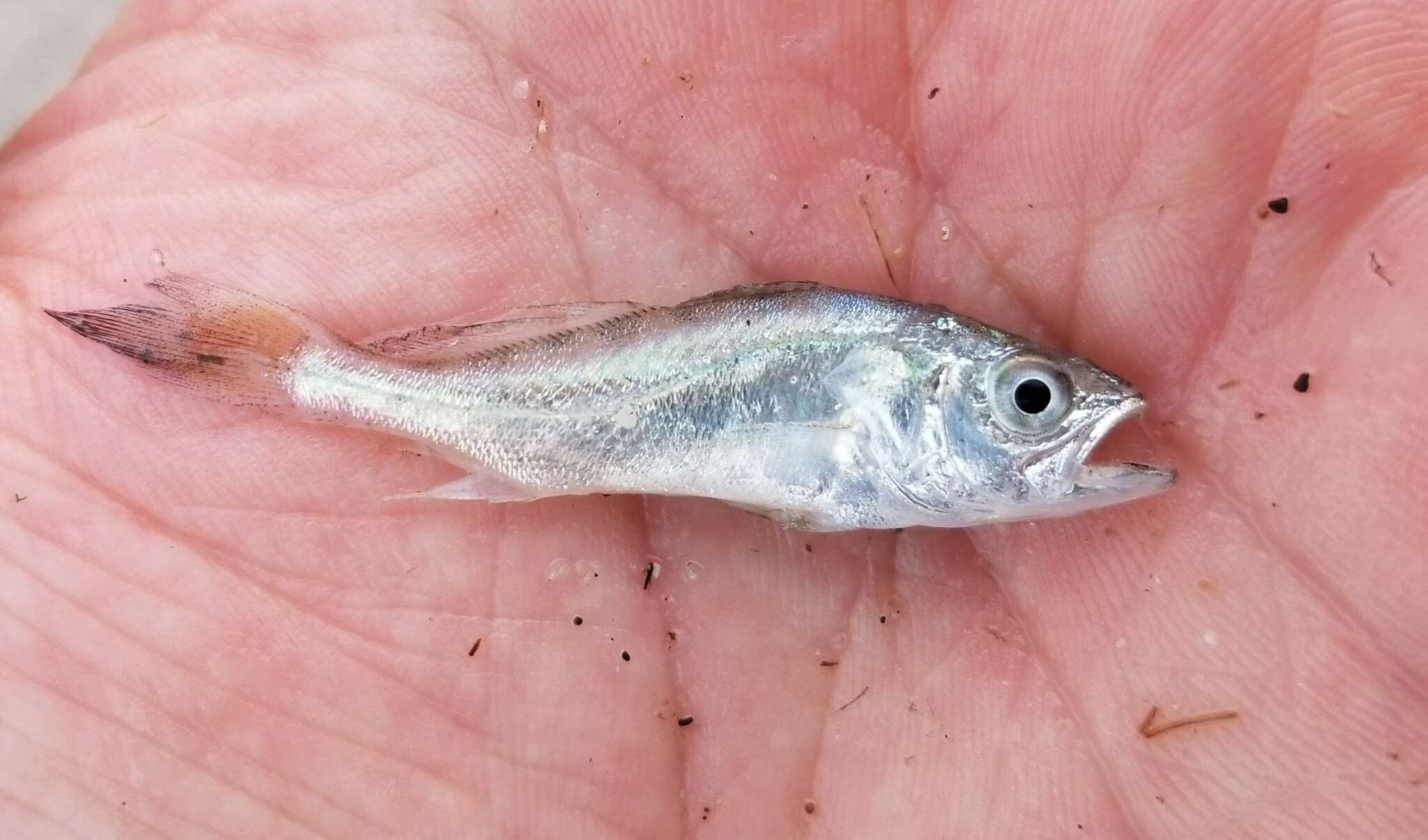 Image of Sand Seatrout