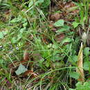 Image of Carex pisiformis Boott