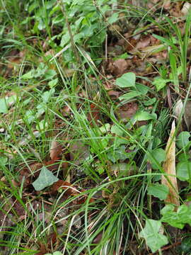 Image of Carex pisiformis Boott