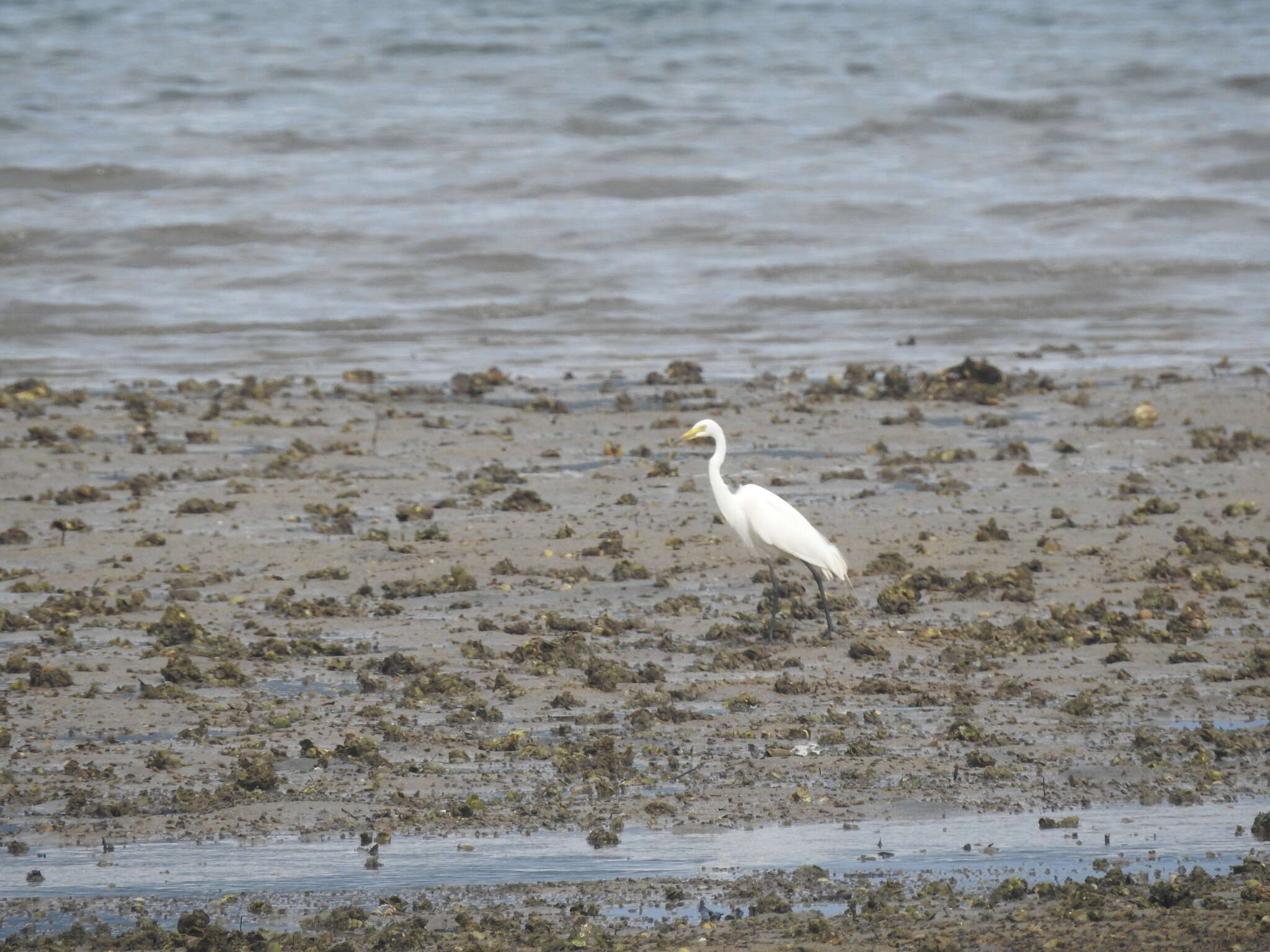 Image of Intermediate Egret