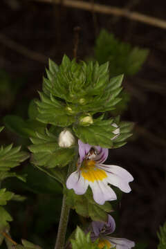 Слика од Euphrasia stricta D. Wolff ex J. F. Lehm.