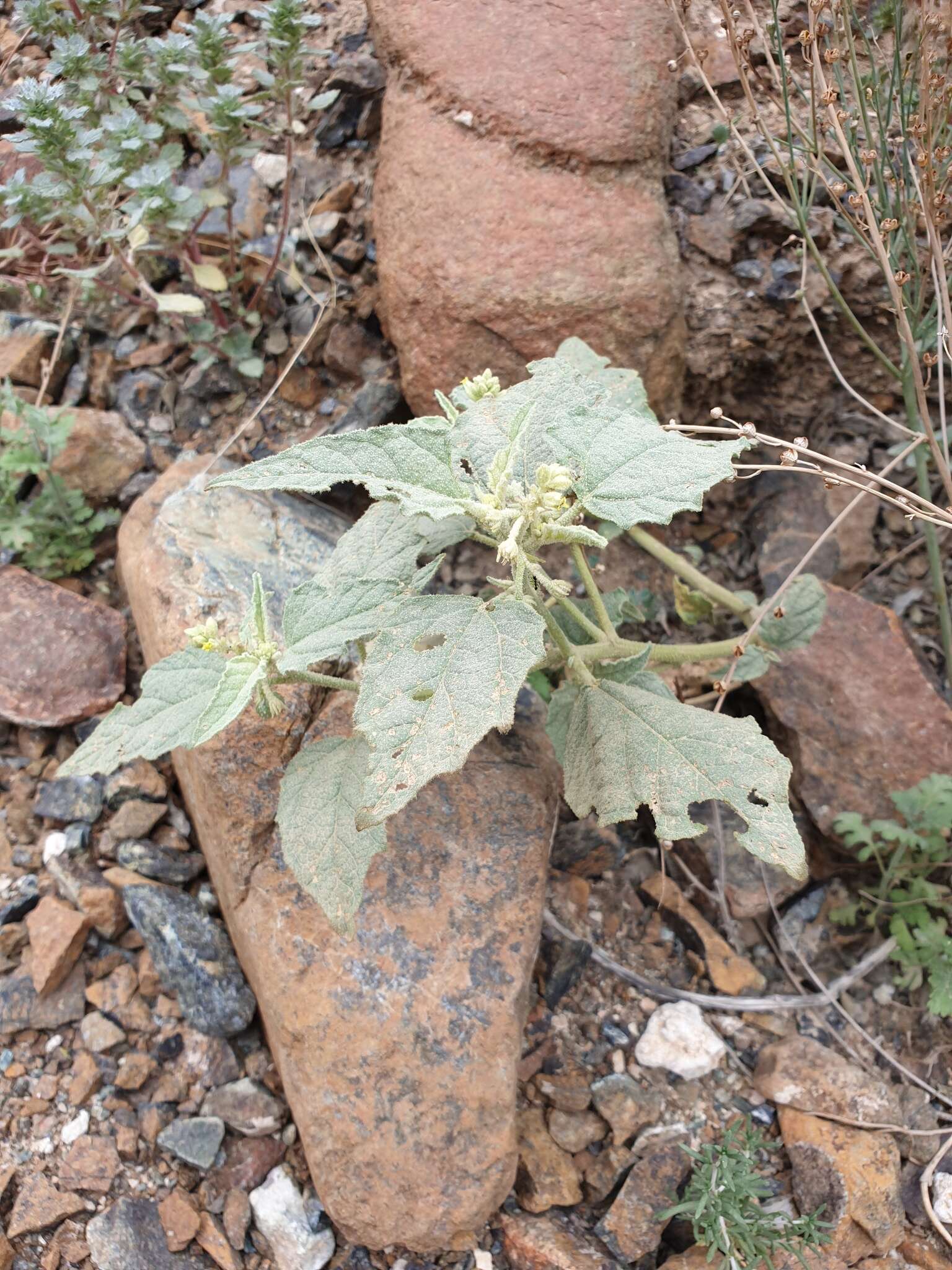 Image of Chrozophora oblongifolia (Delile) A. Juss. ex Spreng.