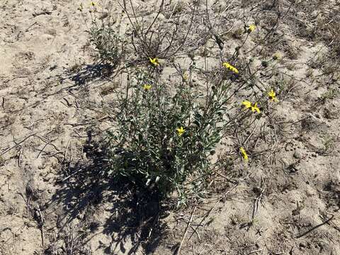 Image of Helianthus niveus subsp. niveus