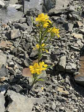 Image of Erysimum amurense Kitag.