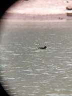 Image of Horned Coot