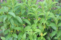 صورة Mandevilla foliosa (Müll. Arg.) Hemsl.