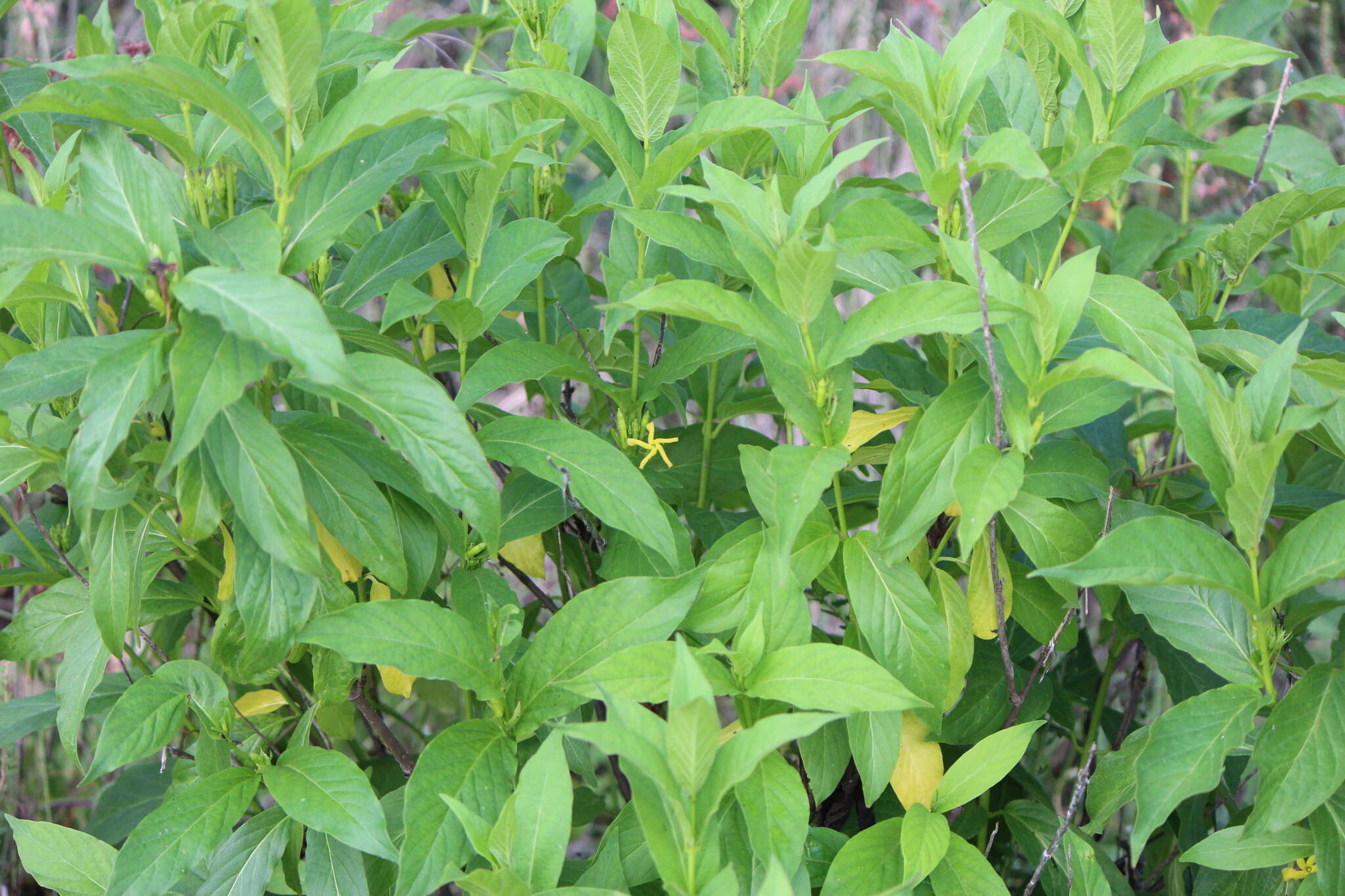 Image of Mandevilla foliosa (Müll. Arg.) Hemsl.