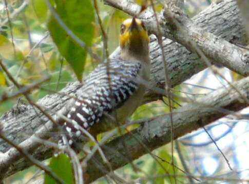 Image of Golden-cheeked Woodpecker