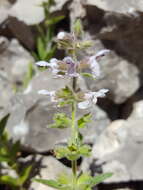 Image de Stachys pilosa var. pilosa