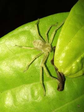 Image of Green Huntsman