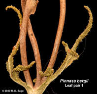 Image of Pinnasa bergii (Hieron.) Weigend & R. H. Acuña
