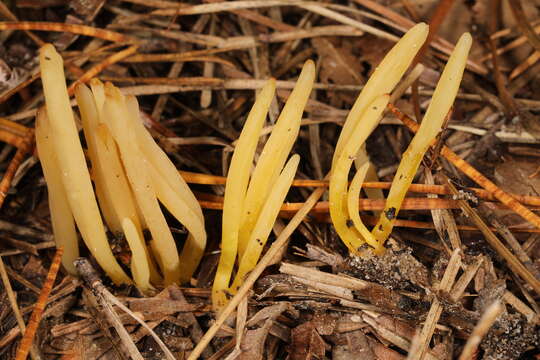 Clavaria flavipes Pers. 1794 resmi