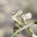 Image of pinyon milkvetch