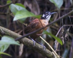 Image of Bay Wren