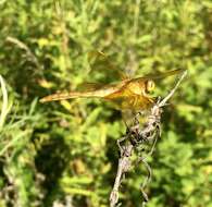 Image de Sympetrum uniforme (Selys 1883)