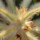 Phylica pubescens var. pubescens resmi