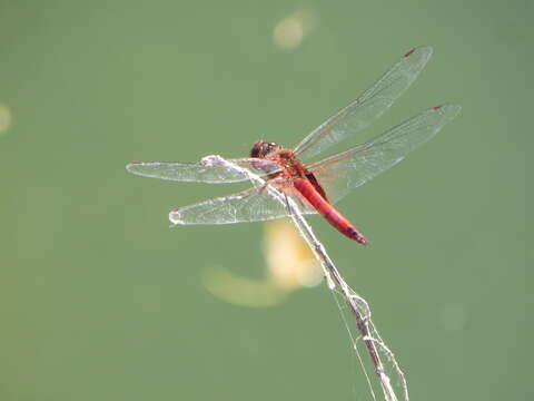 Tramea abdominalis (Rambur 1842) resmi