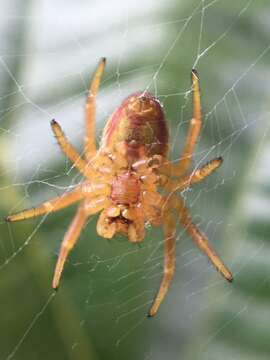 Image of Araniella inconspicua (Simon 1874)