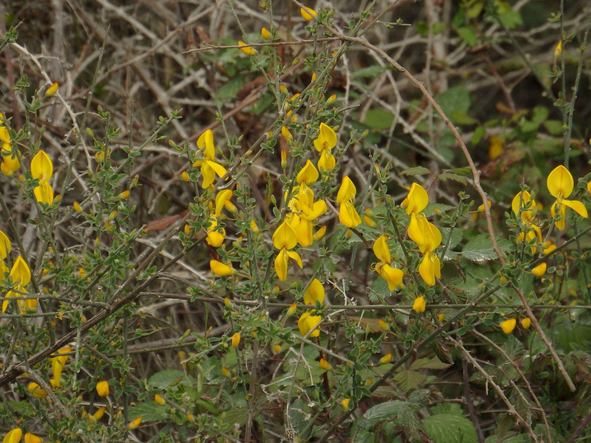 Слика од Cytisus grandiflorus (Brot.) DC.