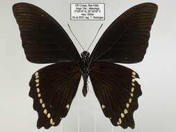 Image of Papilio sosia Rothschild & Jordan 1903