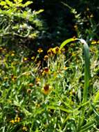 Image of slimleaf sneezeweed