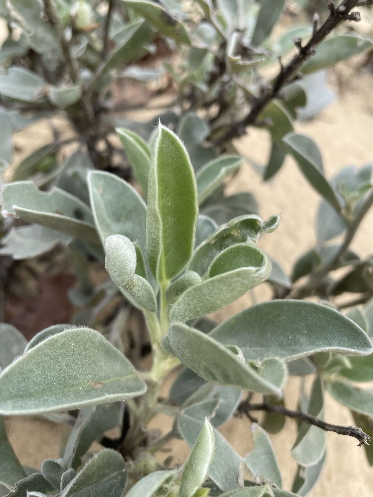 Image of Gulf Coast lupine