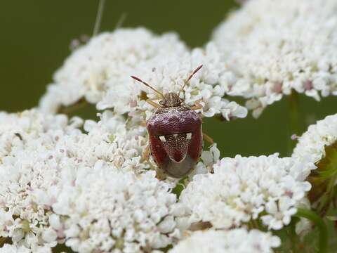 Imagem de <i>Stagonomus bipunctatus</i>