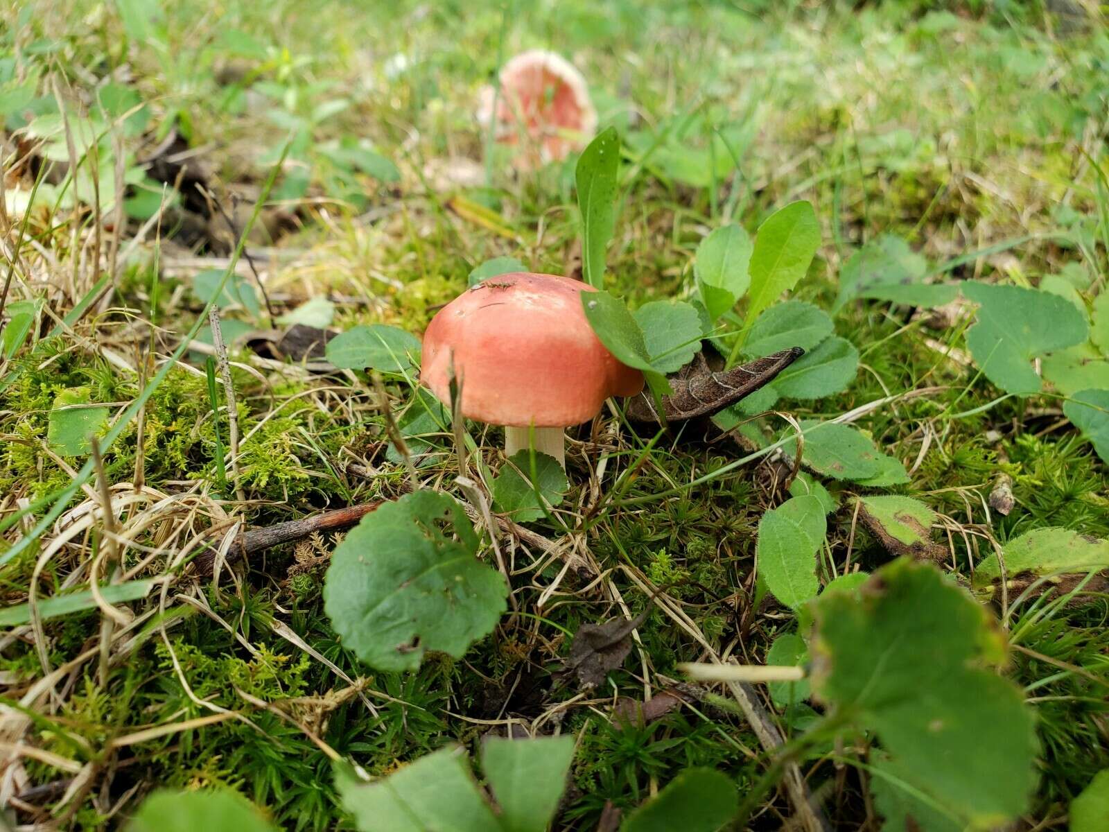 Image of Russula rubellipes Fatto 1998