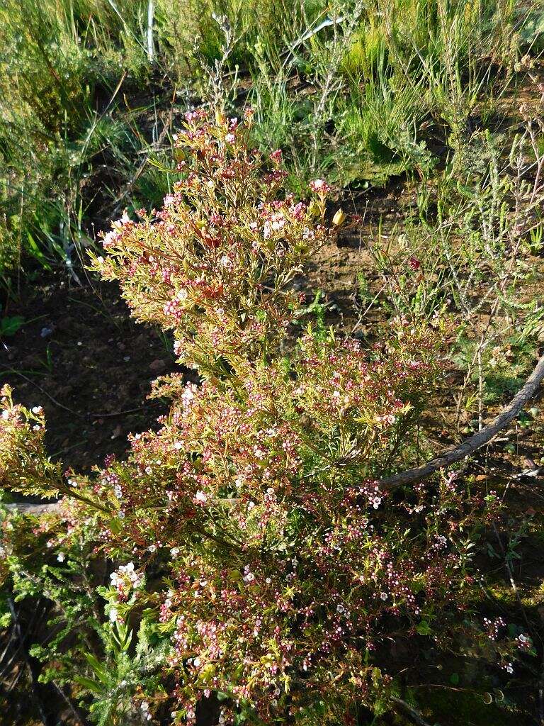 Image of Diosma hirsuta L.