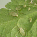 Image of Aphid