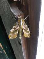 Image of Hydrangea sphinx