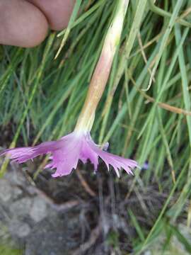 صورة Dianthus basuticus Burtt Davy