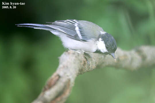 Image of Japanese Tit