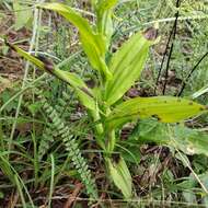 Habenaria novemfida Lindl. resmi