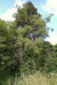 Image of Sophora microphylla var. longicarinata (G. Simpson) Allan