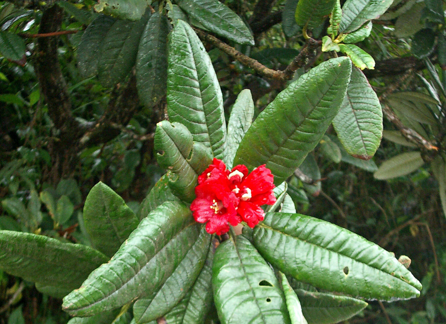 Image of Rhododendron arboreum subsp. zeylanicum (Booth) Tagg