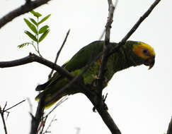 Image of Alipiopsitta Caparroz & Pacheco 2006