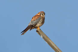 Image of American Kestrel