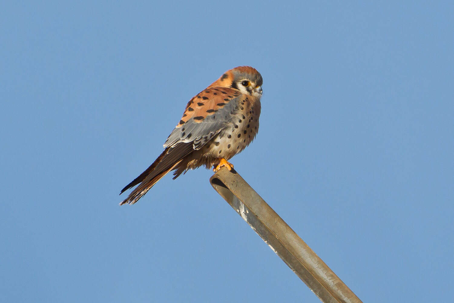 Image of American Kestrel