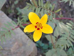 Image of Bidens bicolor Greenm.