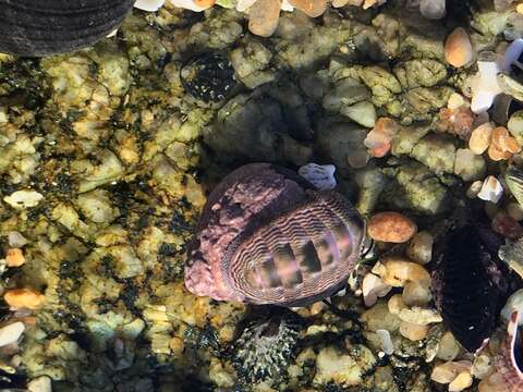 صورة Chiton cumingsii Frembly 1827