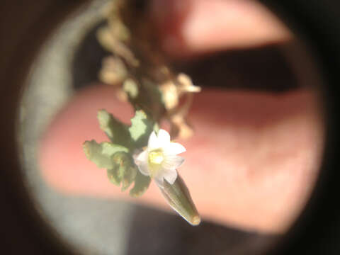 Imagem de Epilobium rostratum Cheesem.