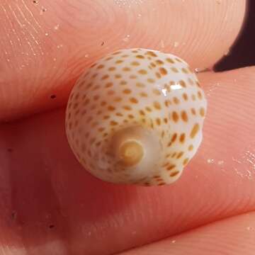 Image of fly-speck moonsnail