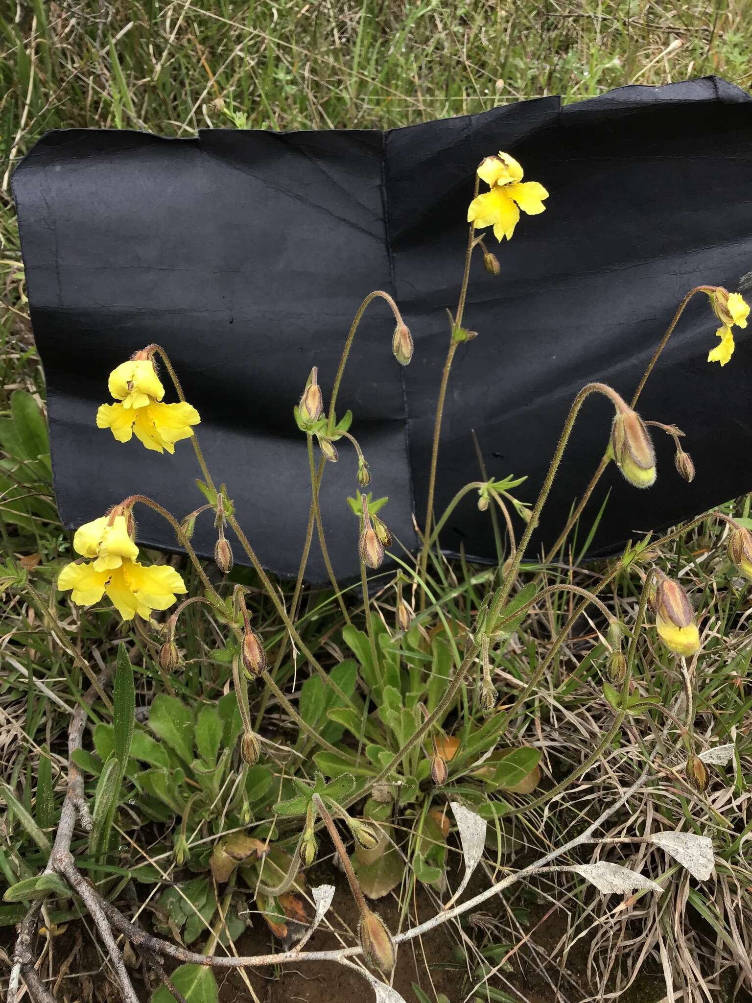 Image of Goodenia paradoxa