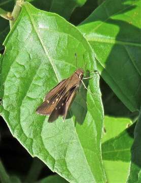 Image of <i>Lerodea <i>eufala</i></i> eufala