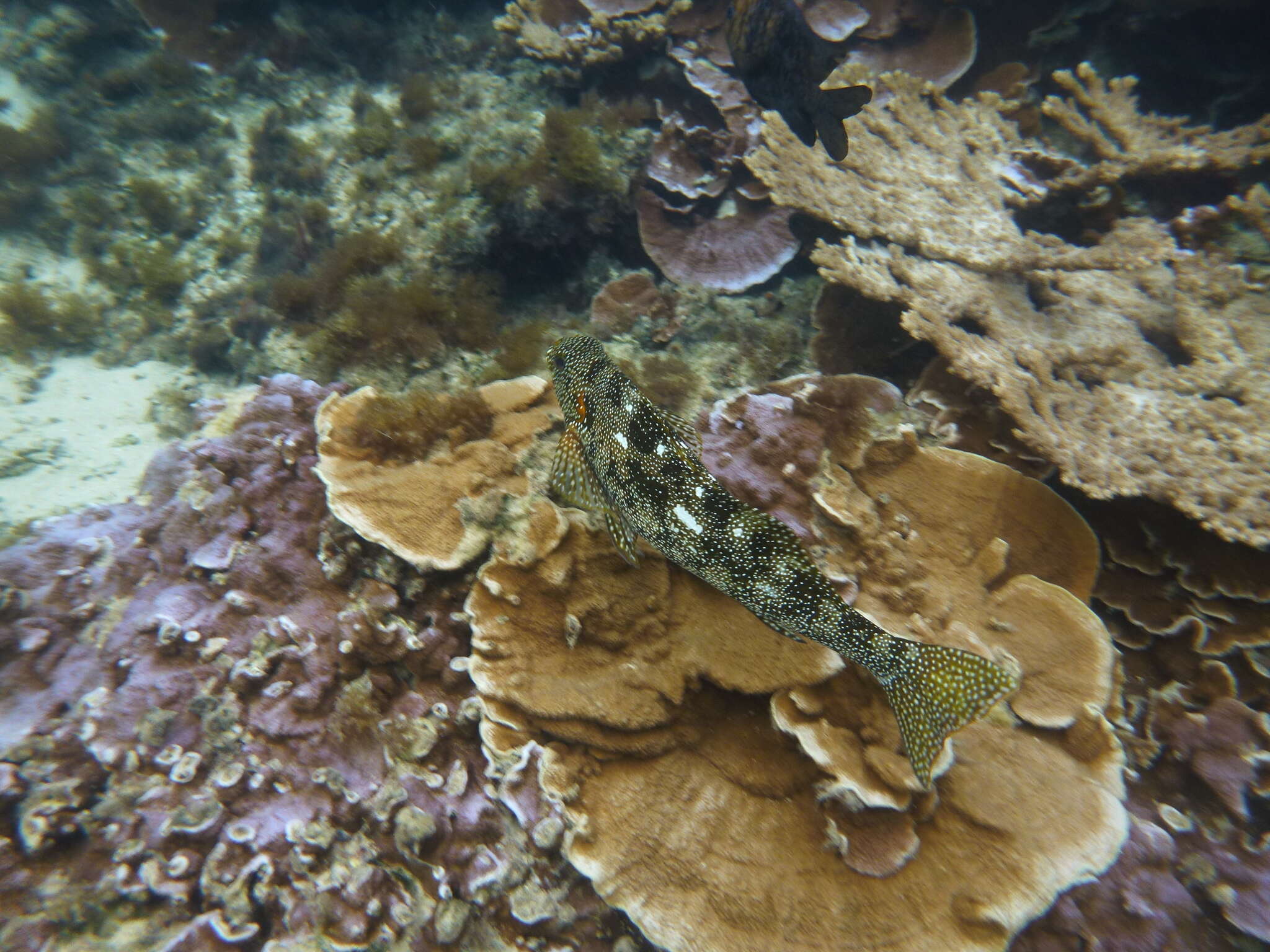 Image of Notchheaded marblefish