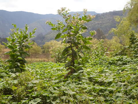 Image of cultivated tobacco